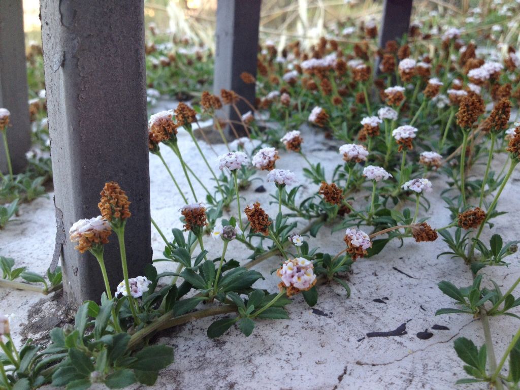 Phyla canescens / Verbena sbiancante
